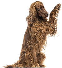 cute brown and white dog, nicely groomed